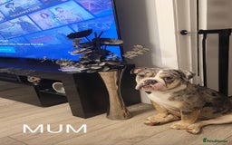 English Bulldog dogs for sale: English bulldog pups  - Image 6