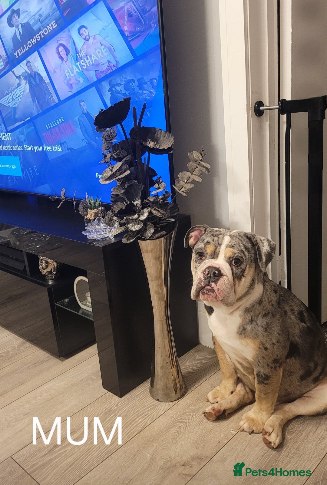 English Bulldog dogs for sale: English bulldog pups  - Image 6