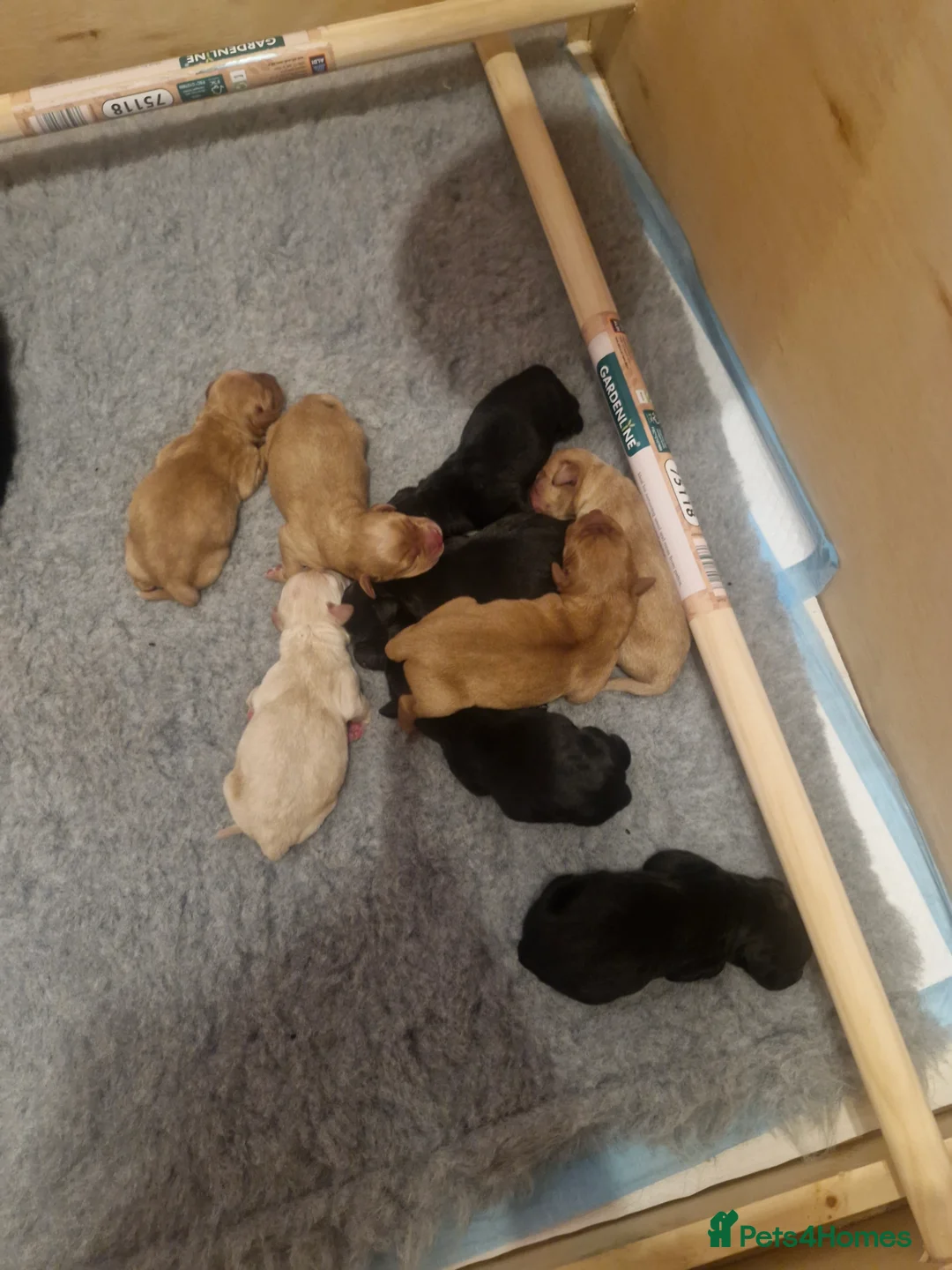 Labrador Retriever dogs for sale: Kc registered , health tested labrador pups.  in Ripon - Advert 6
