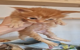 Maine Coon cats for sale: 5 Amazing Maine Coon kittens  - Image 21