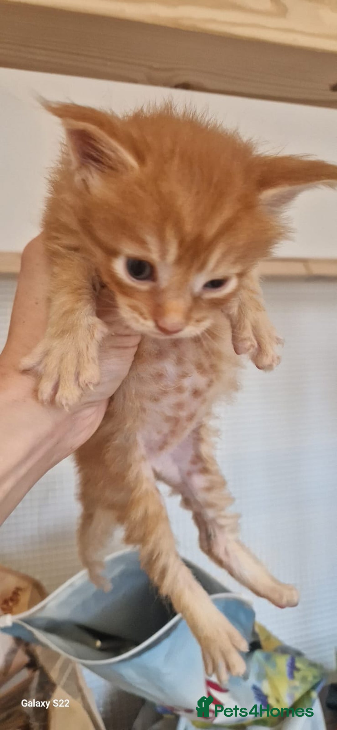 Maine Coon cats for sale: 5 Amazing Maine Coon kittens  - Image 21