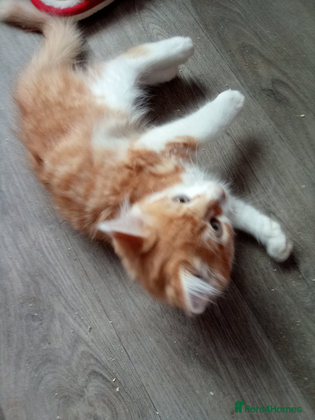 Mixed Breed cats for sale: Ginger Kittens - Image 5