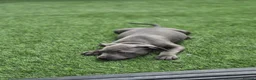 Staffordshire Bull Terrier dogs for sale: Ready to leave!!!!!!! in Rotherham - Advert 11