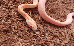 Corn Snake reptiles for sale: Beautiful & Handled Corn Snake Babies - Ready Now! - Image 2