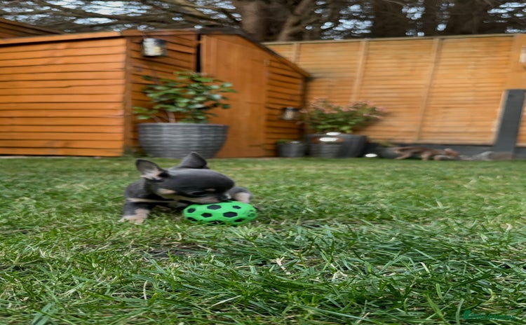 Chihuahua dogs - Advert 4