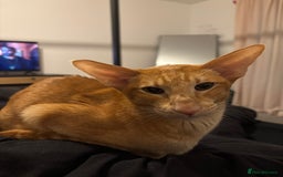 Oriental cats for sale: Male neutered oriental cat  - Image 1