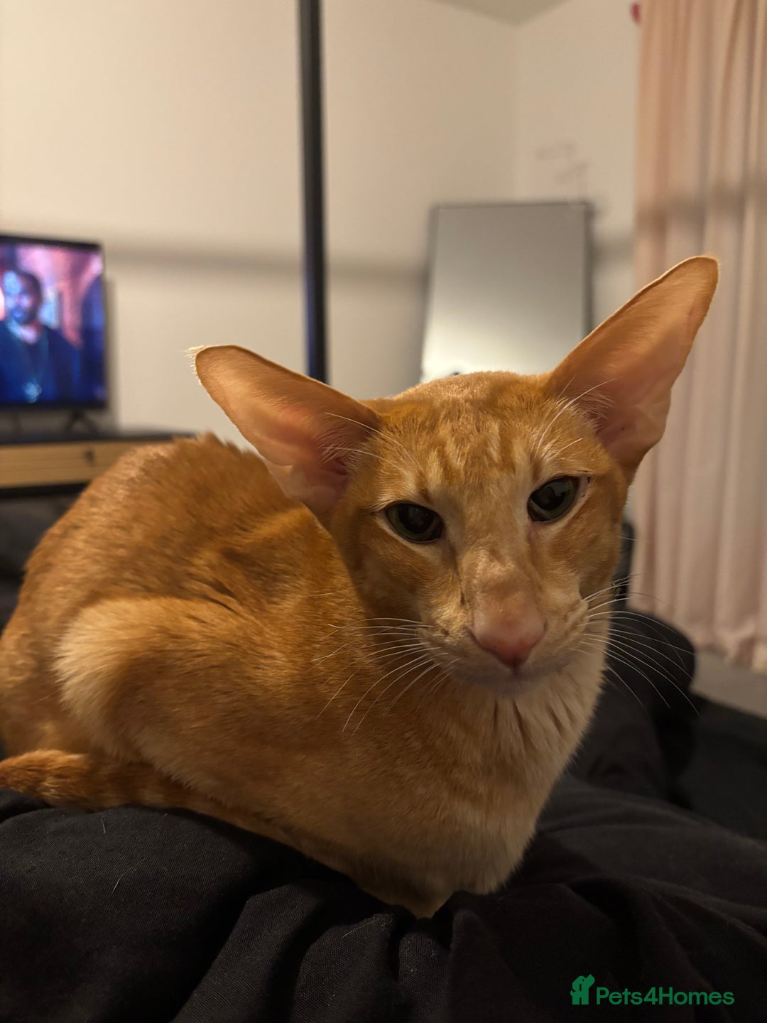 Oriental cats for sale: Male neutered oriental cat  - Image 1