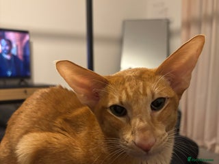 Oriental cats - Advert 1