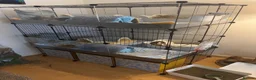 Guinea Pig rodents for sale: 4 male guinea pigs  - Advert 1