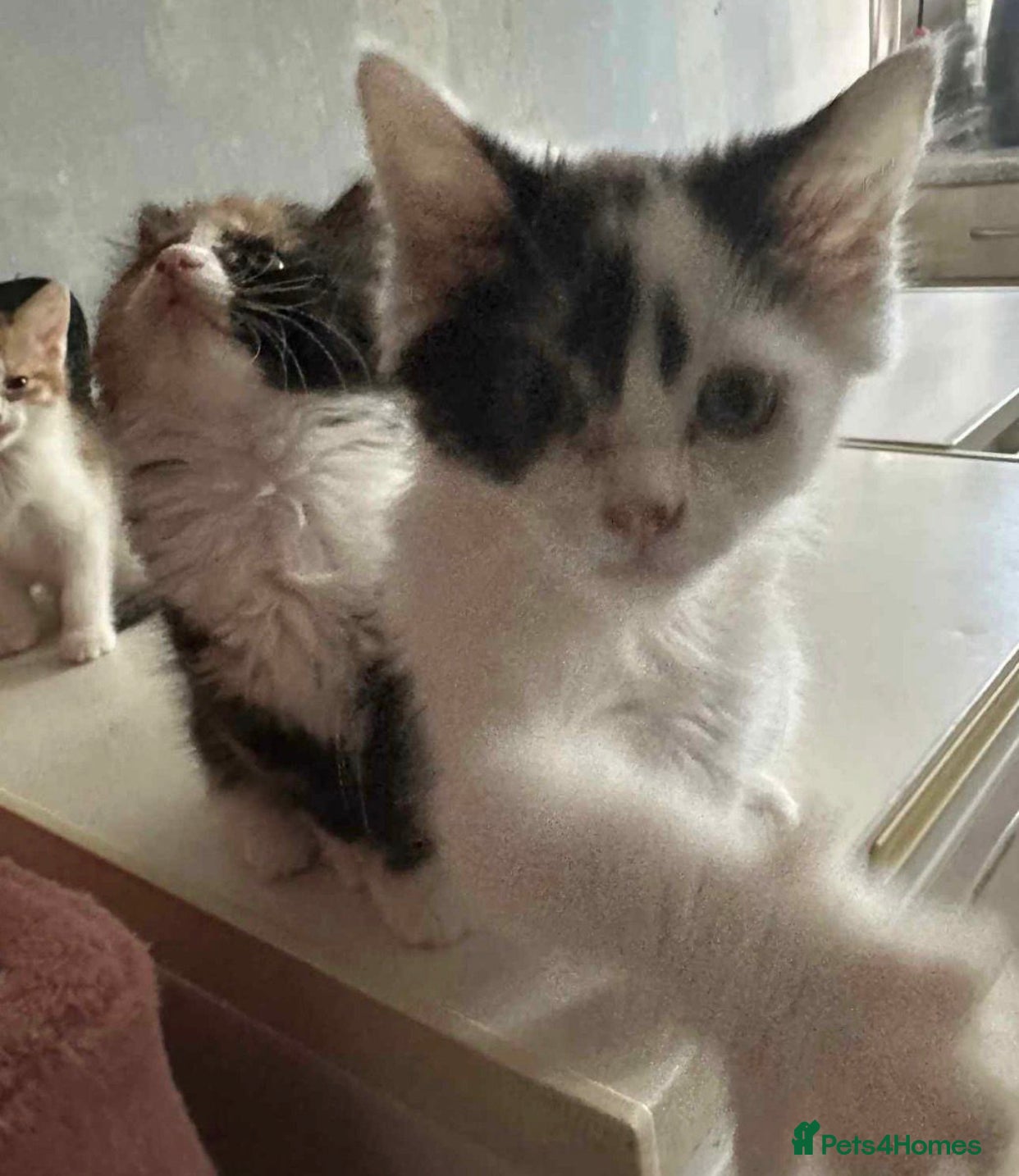 Mixed Breed cats Adorable kittens - Advert 16