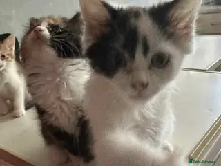 Mixed Breed cats Adorable kittens - Advert 16