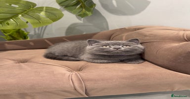 British Shorthair cats - Advert 7