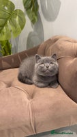 British Shorthair cats - Advert 7