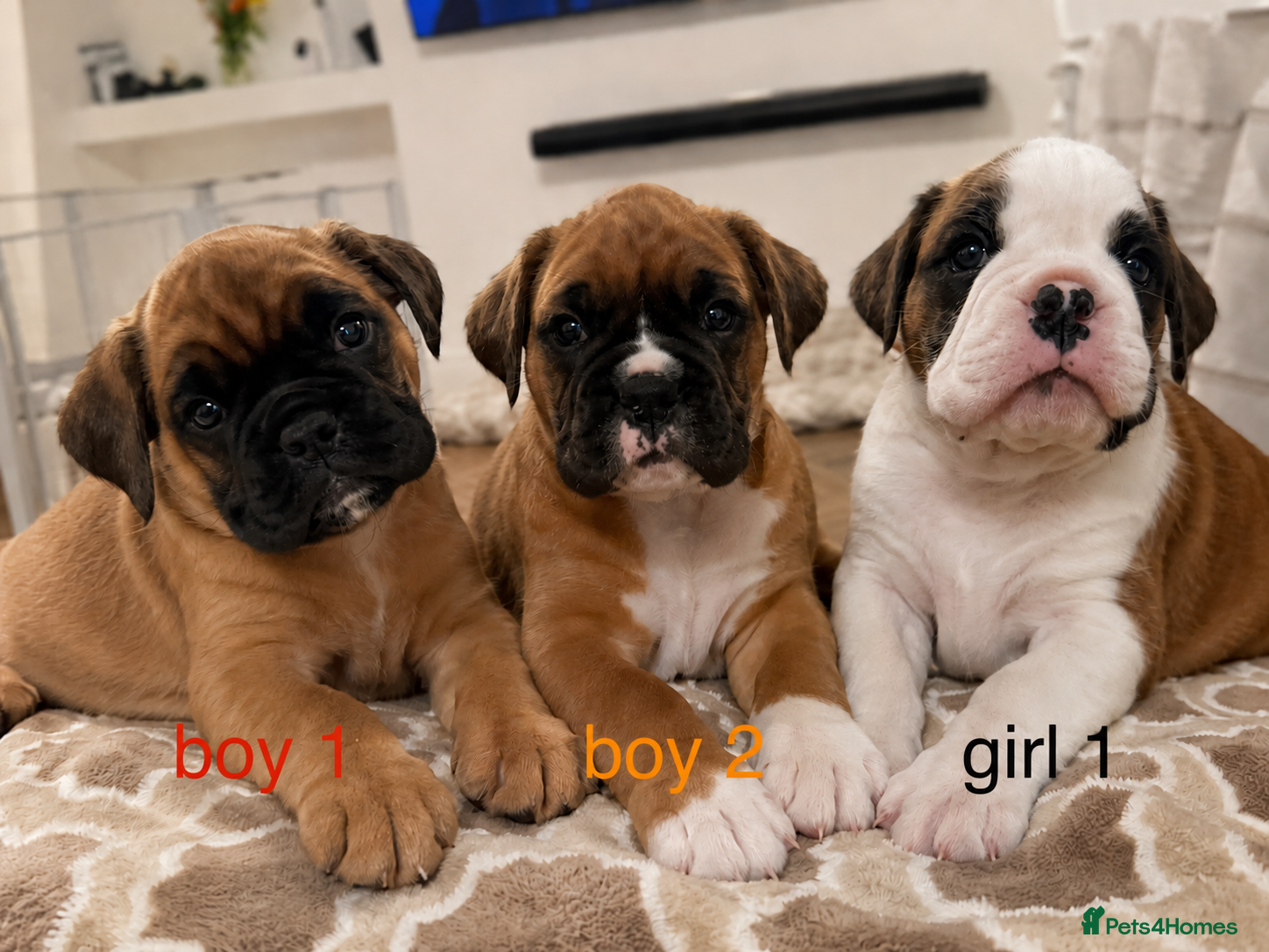 Boxer dogs Beautiful boxer puppies  - Advert 4
