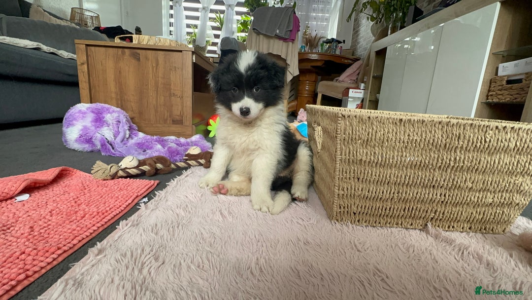 Border Collie dogs for sale: Dylan /Dill - ONLY 4 LEFT International Champion blood line - Image 29