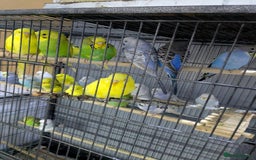 Budgerigars birds for sale: All Colours in Budgies - Image 3