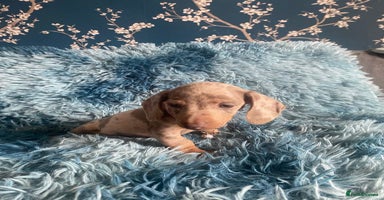 Miniature Dachshund dogs - Advert 6