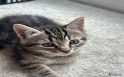 Mixed Breed cats for sale: 🐾 Adorable Kittens Looking for Loving Homes 🤍 - Image 4