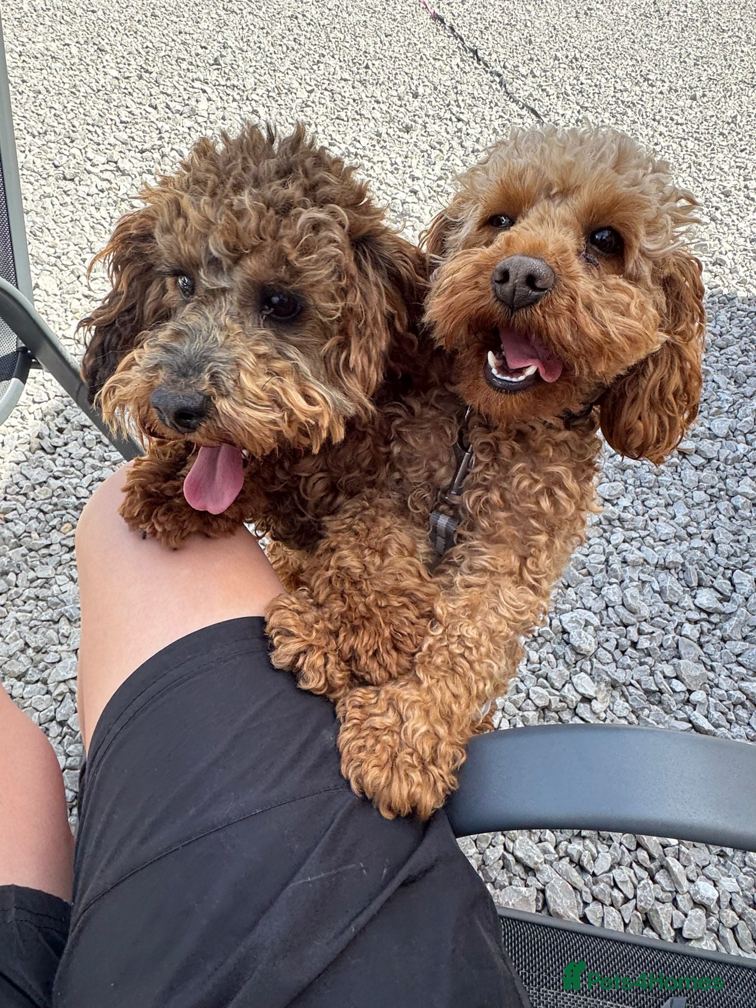 Cockapoo dogs Mum and daughter for sale  - Advert 1