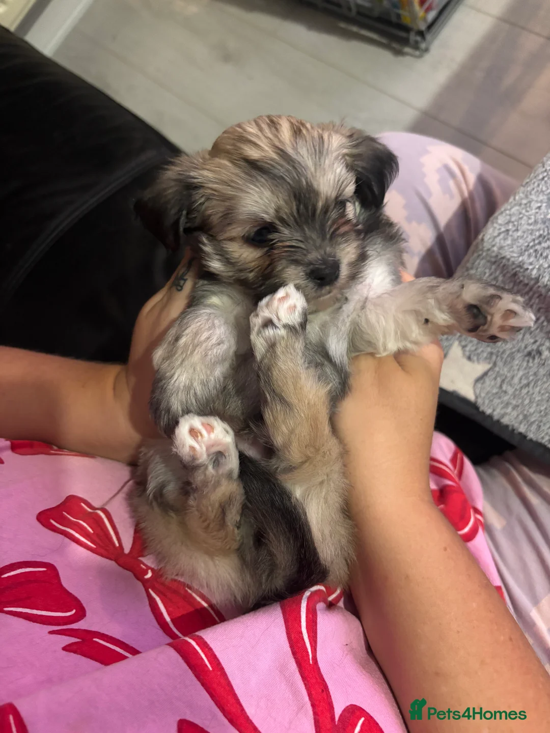 Mixed Breed dogs for sale: Fluffy Malchi puppies  - Advert 19