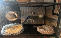 Ferret rodents for sale: 2 Bonded male ferrets, cage and full set up - Image 12