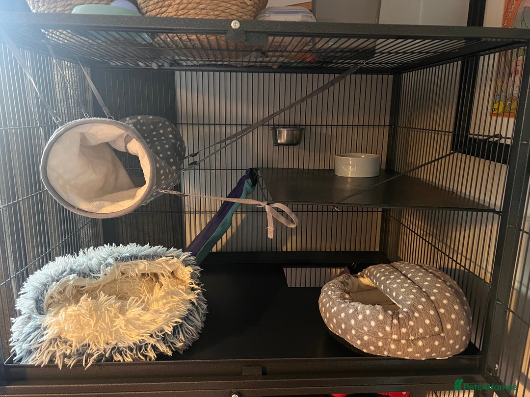 Ferret rodents for sale: 2 Bonded male ferrets, cage and full set up - Image 12