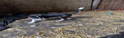 Smooth Collie dogs for sale: ISDS registered Collie Pups - Advert 8
