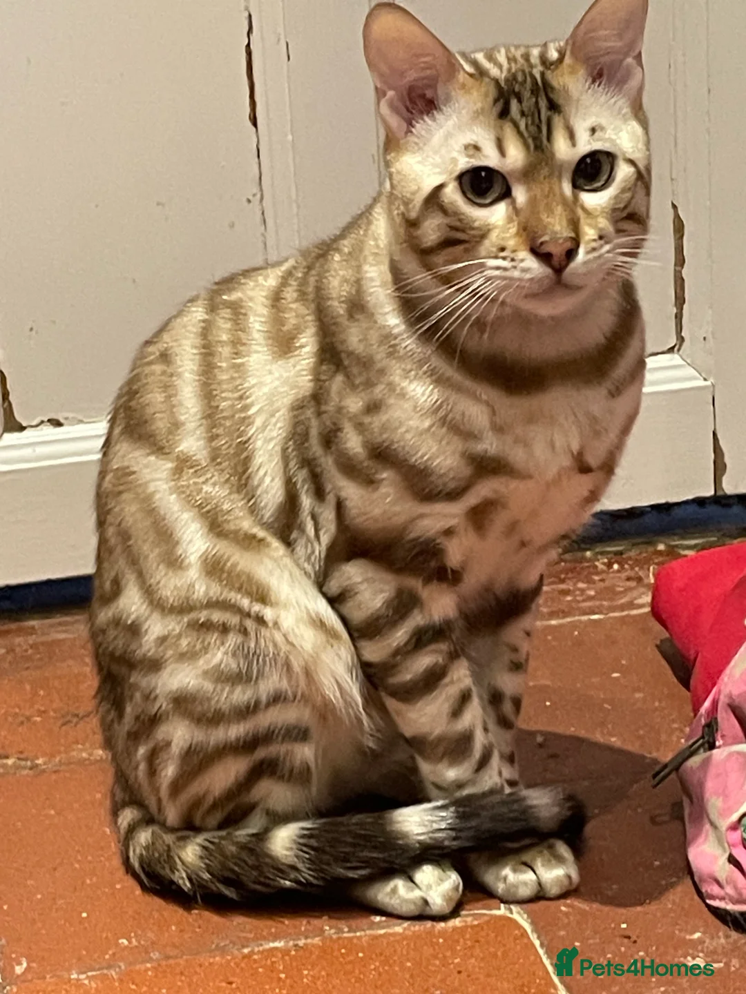 Bengal cats for sale: Outstanding pedigree Bengals - Advert 2