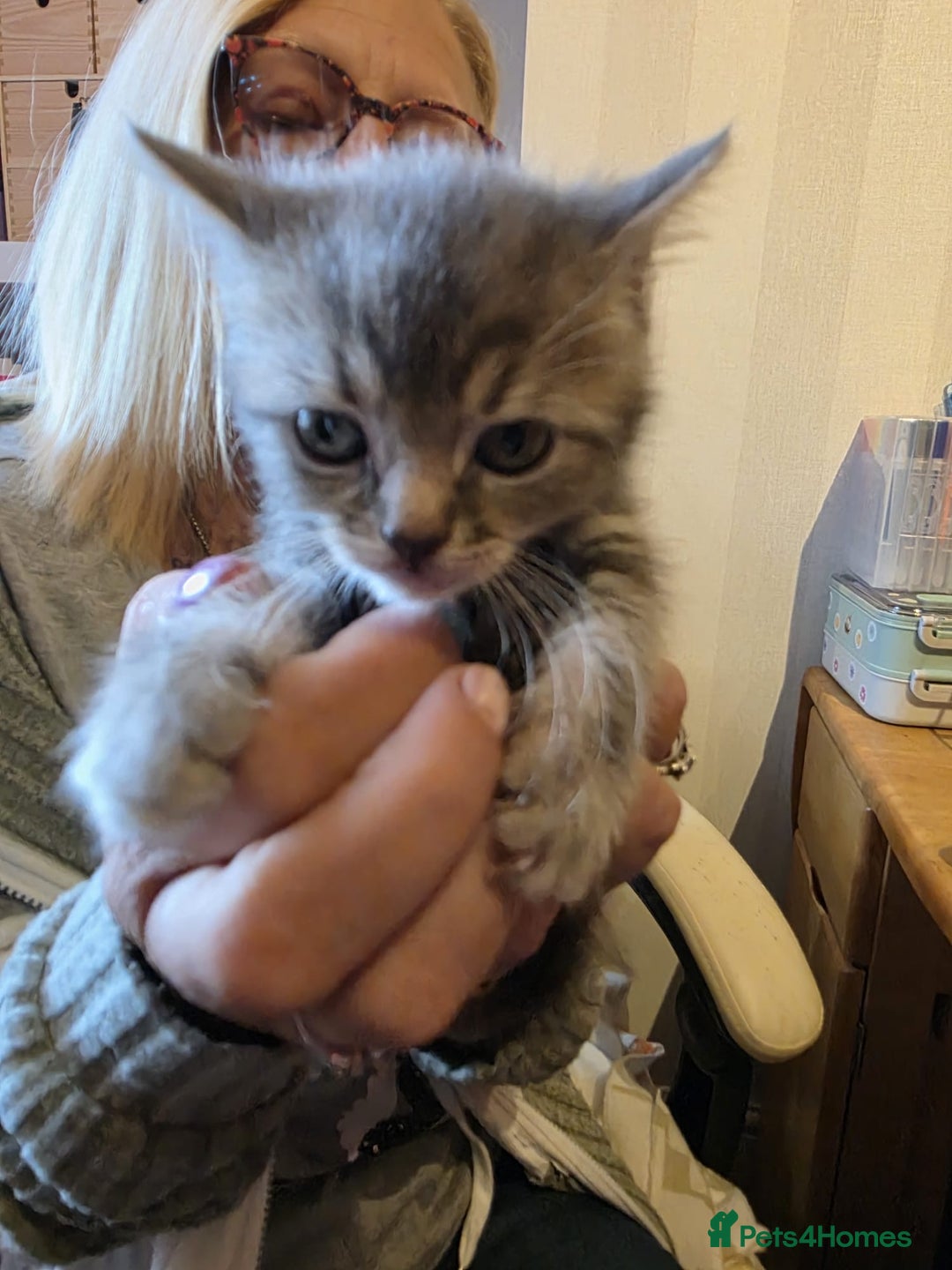 Russian Blue cats for sale: Russian Blue x - Image 9