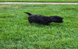 Toy Poodle dogs for sale: Toy Poodles incl. One Phantom boy - Image 6