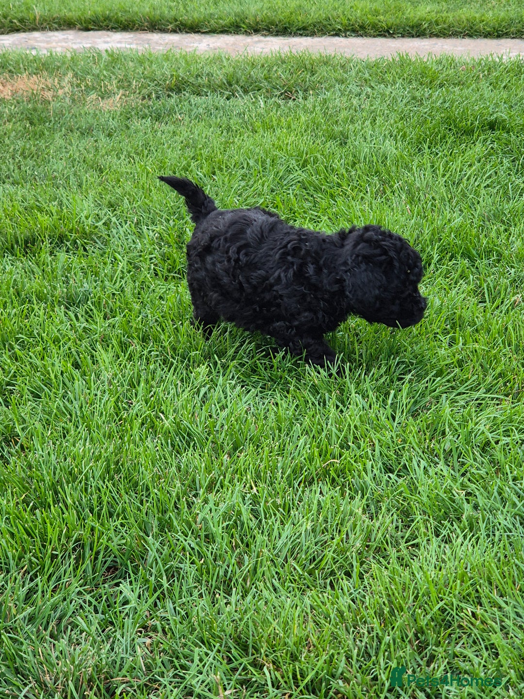 Toy Poodle dogs for sale: Toy Poodles incl. One Phantom boy - Image 6
