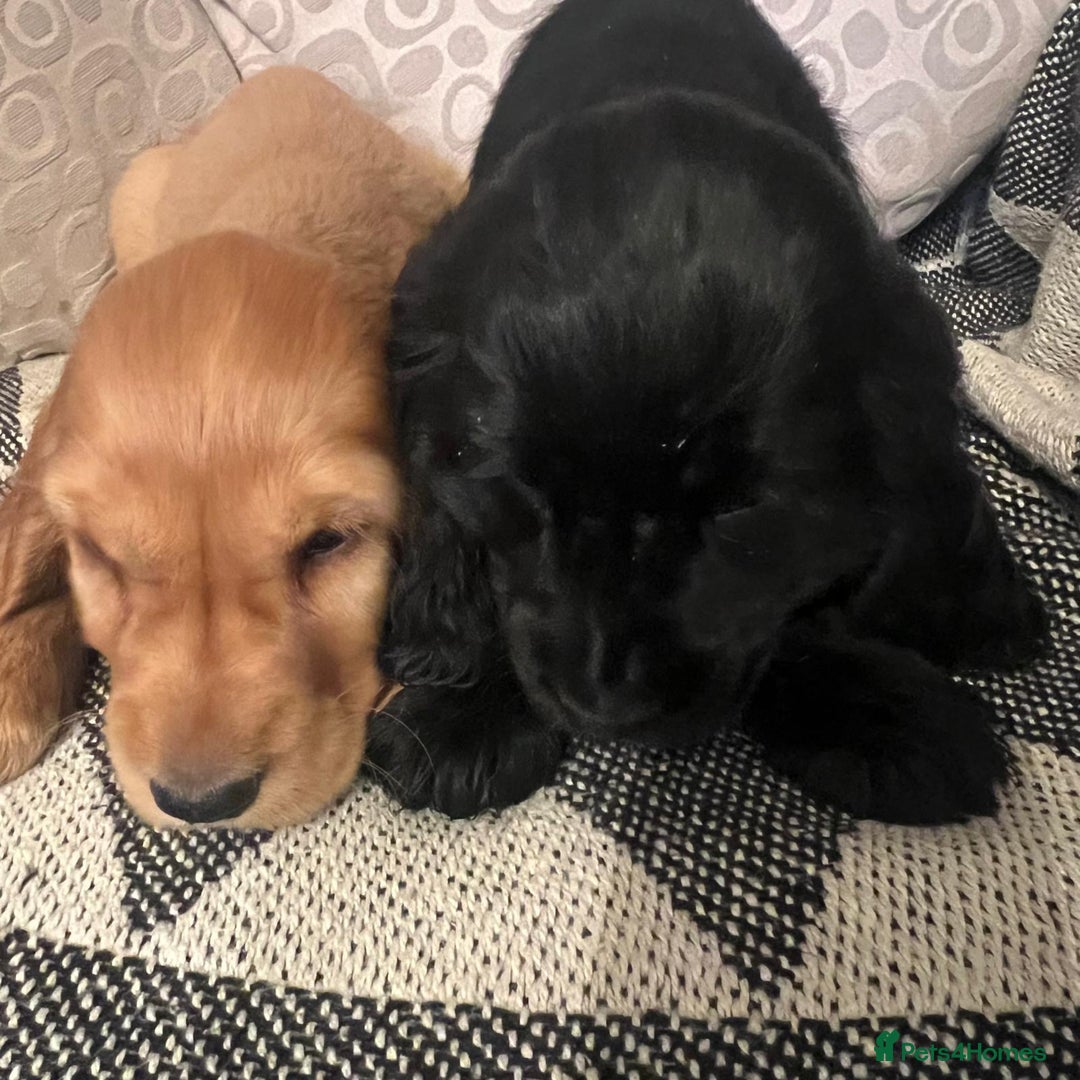 Cocker Spaniel dogs for sale: Cocker Spaniels  - Image 11