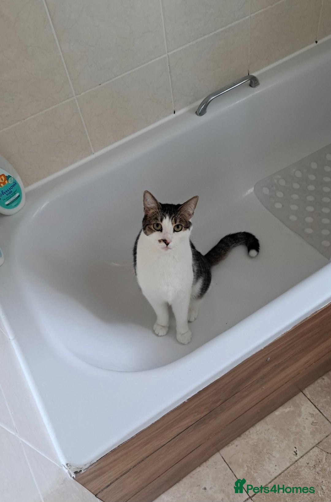 Mixed Breed cats for sale: Oreo and Luna - Advert 3