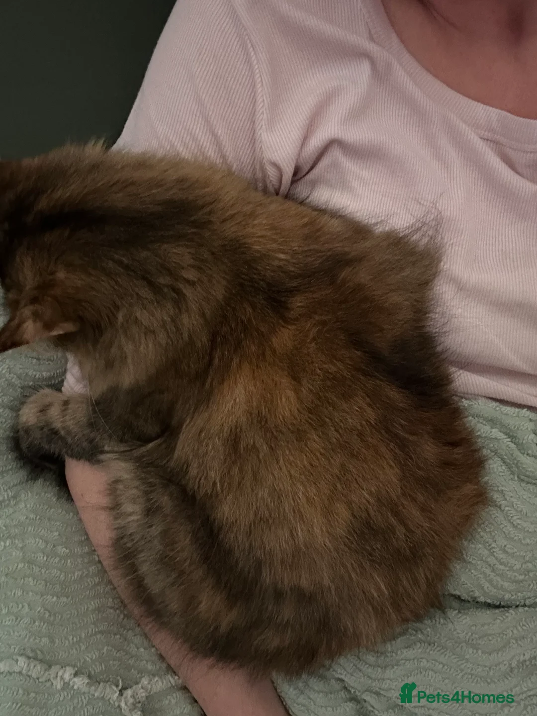 Mixed Breed cats for sale: Miss Angel needs her new furever home  - Advert 2