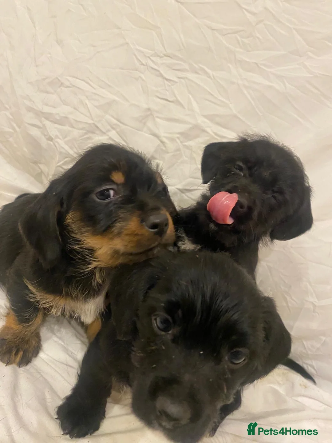 Mixed Breed dogs for sale: Beautiful dachshund/shih Tzu puppy’s  in Doncaster - Advert 11