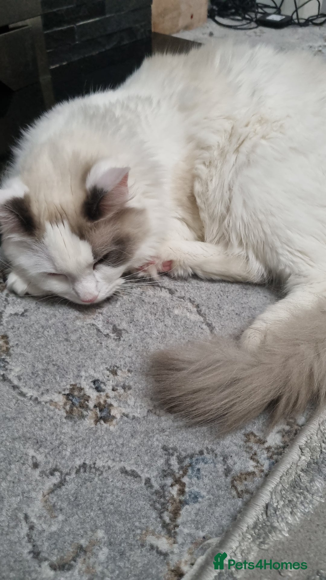 Ragdoll cats for sale: Boy kitten - Advert 2