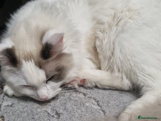 Ragdoll cats Boy kitten - Advert 9