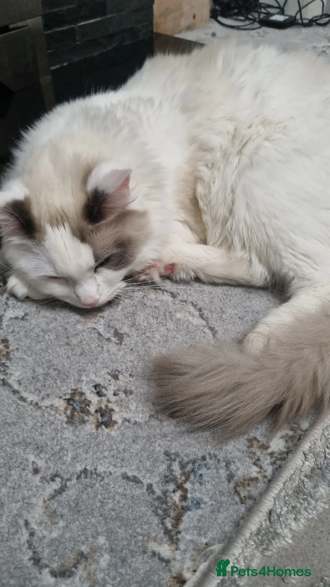 Ragdoll cats for sale: Boy kitten - Advert 1