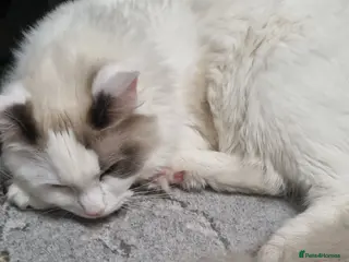 Ragdoll cats Boy kitten - Advert 9