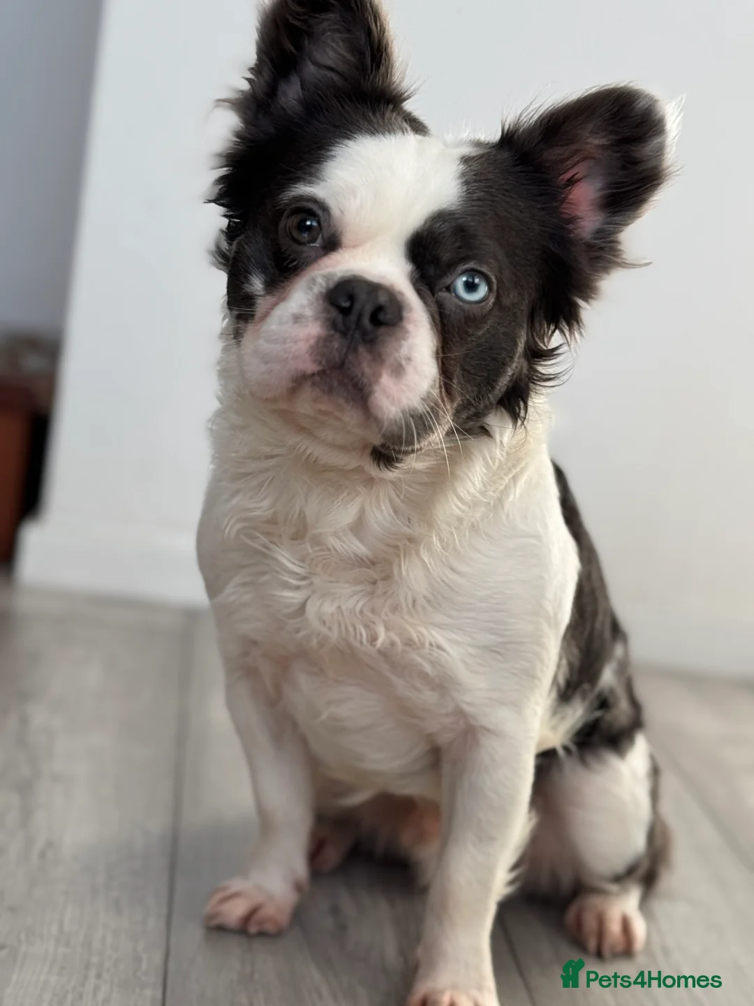 French Bulldog dogs for stud: fluffy French bulldog for stud in Stanley - Advert 2