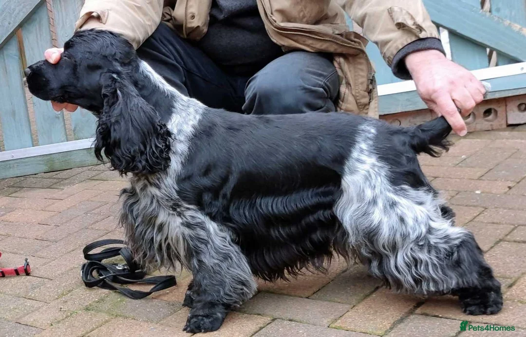 Cocker Spaniel dogs for stud: Show cocker spaniel stud dog  in Leven - Advert 9