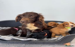 Cocker Spaniel dogs for sale: Adorable Cocker Spaniel  - Image 2