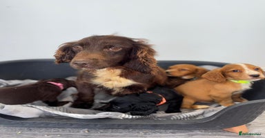 Cocker Spaniel dogs - Advert 2