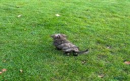 Mixed Breed dogs for sale: Puppies looking for a loving family  - Image 15