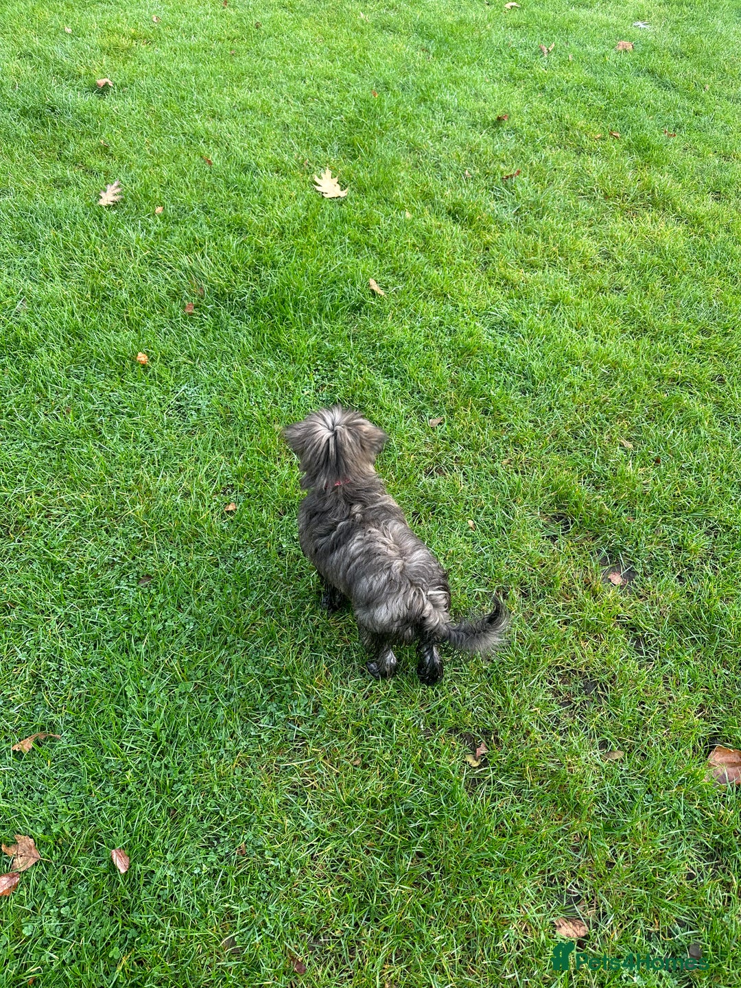 Mixed Breed dogs for sale: Puppies looking for a loving family  - Image 15