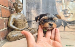 Yorkshire Terrier dogs for sale: Last female Yorkshire Terrier puppy left - Image 27