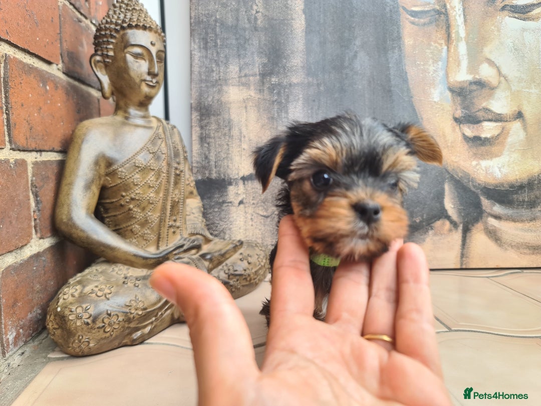Yorkshire Terrier dogs for sale: Last female Yorkshire Terrier puppy left - Image 27