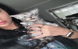 Maine Coon cats for sale: Russian XL maine coons!❤️ready to leave next week! - Image 23