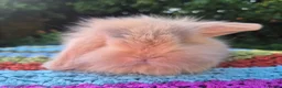Mini Lop rabbits for sale: 🧡 TEDDYWIDDER X MINI LOP BABIES 😍 - Advert 6