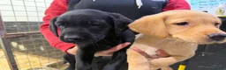Labrador Retriever dogs for sale: Labrador pups  - Advert 5